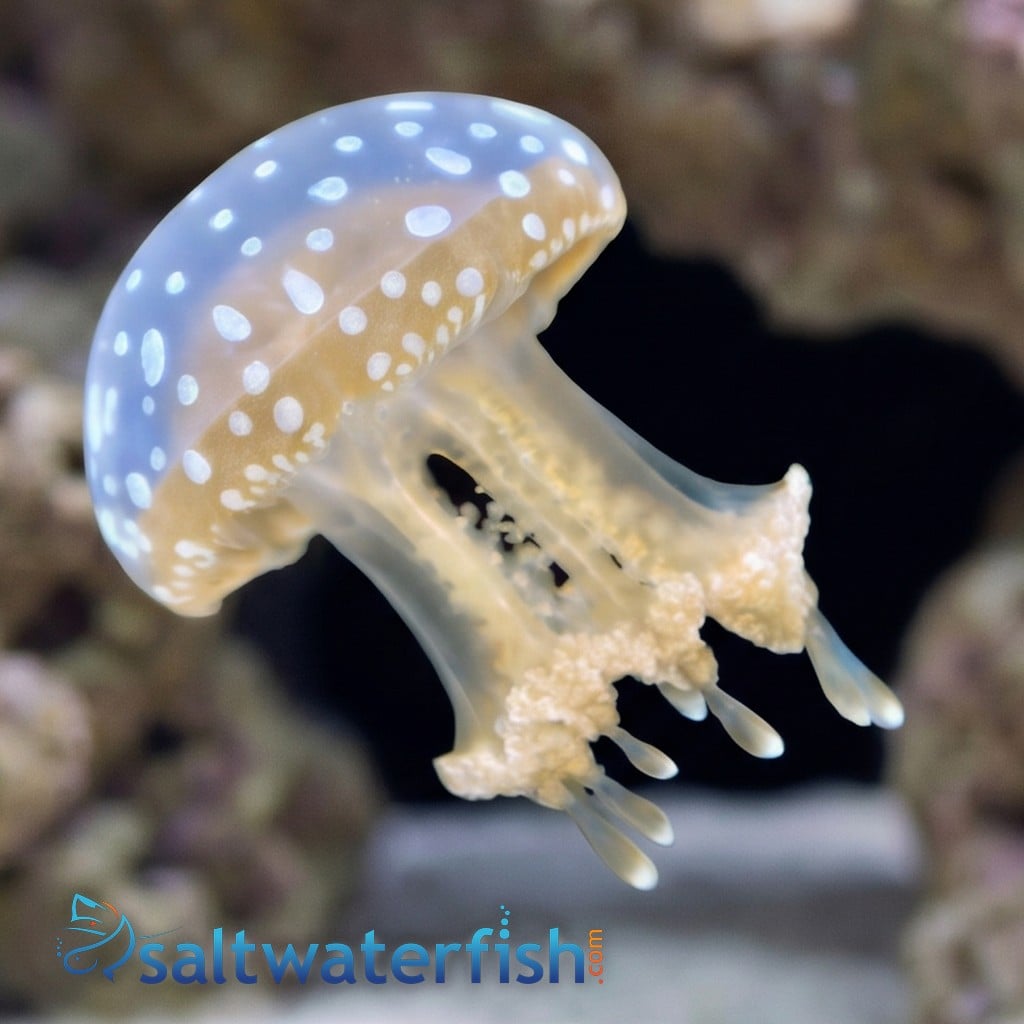 Violet Jellyfish