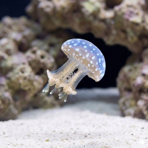Violet Jellyfish