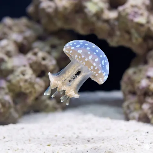 Violet Jellyfish