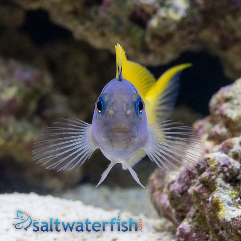 Forktail Blenny