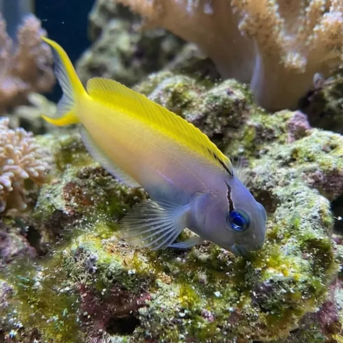 Forktail Blenny - Philippines