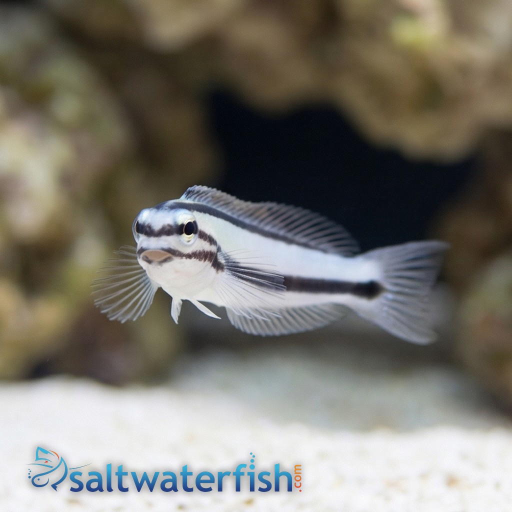 One Stripe Fanged Blenny (Venomous)