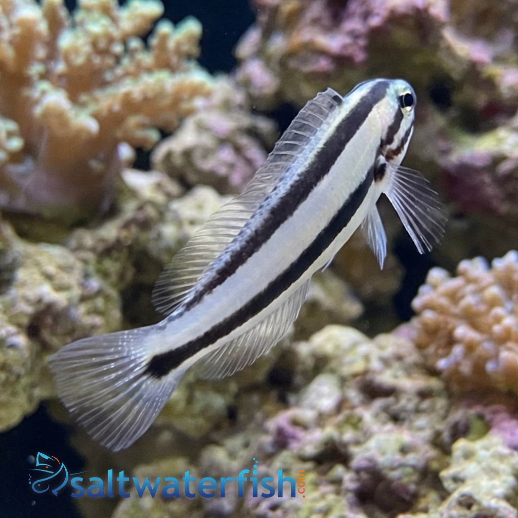One Stripe Fanged Blenny (Venomous)