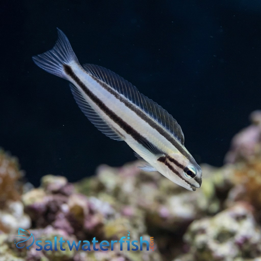 One Stripe Fanged Blenny (Venomous)