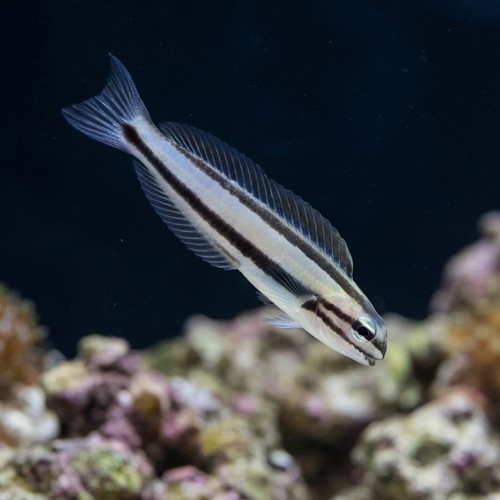 One Stripe Fanged Blenny (Venomous)