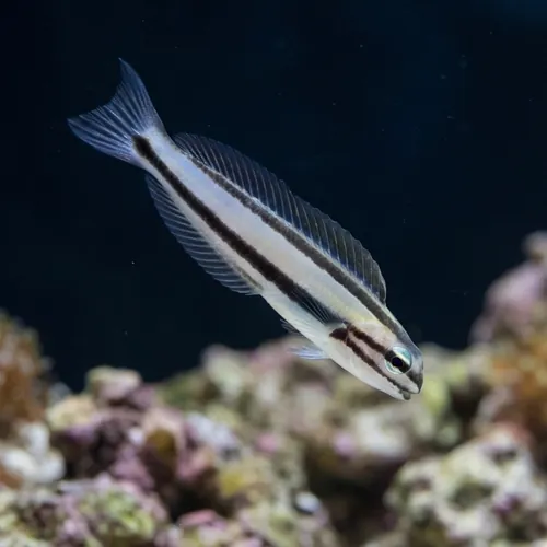 One Stripe Fanged Blenny (Venomous)