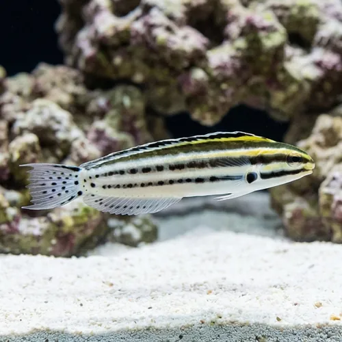 Striped Blenny
