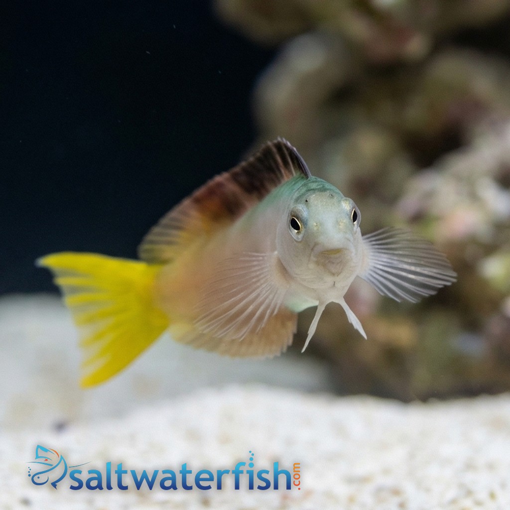 Harptail Blenny