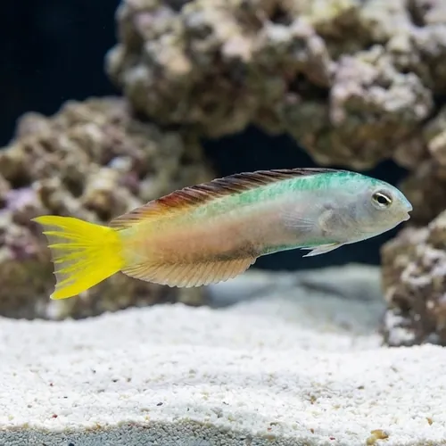 Harptail Blenny - Captive Bred