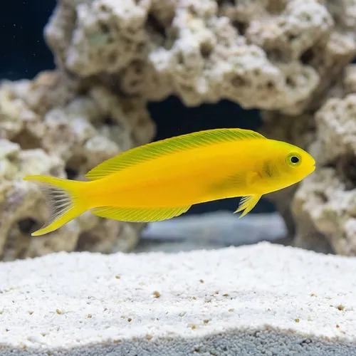 Canary Blenny: Yellow - Fiji