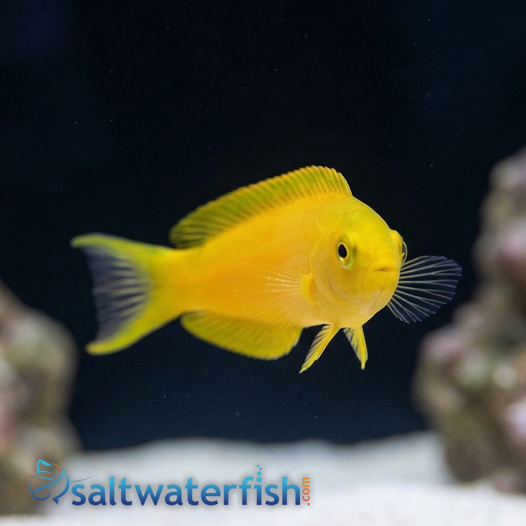 Canary Blenny: Yellow - Fiji