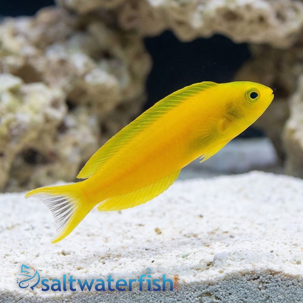 Canary Blenny: Yellow - Fiji