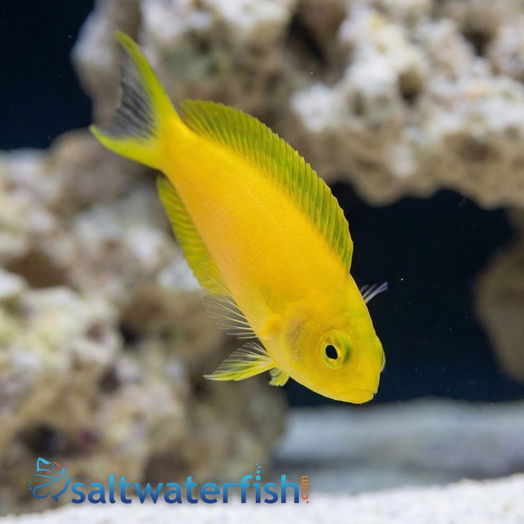 Canary Blenny: Yellow - Fiji