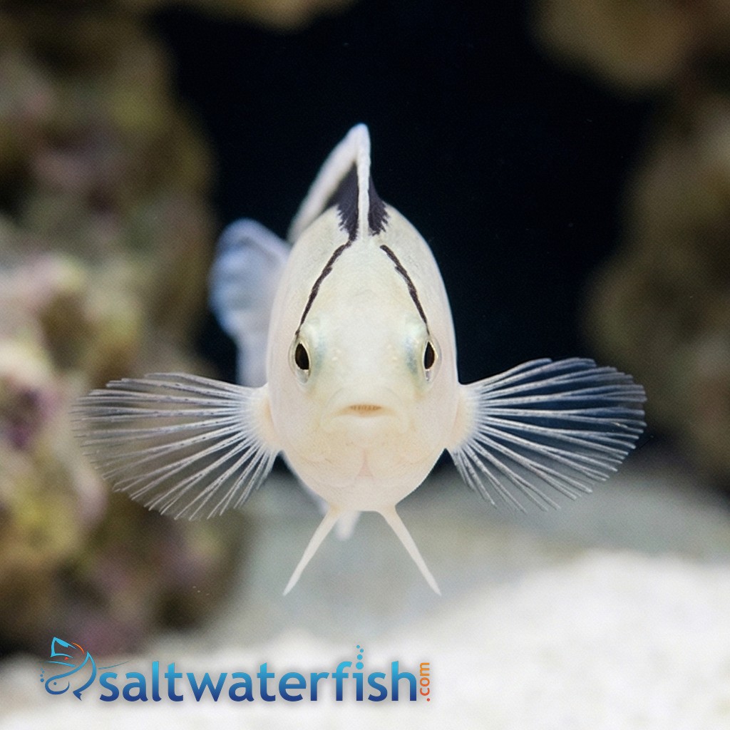 Smith's Blenny