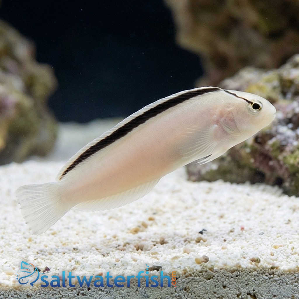 Smith's Blenny