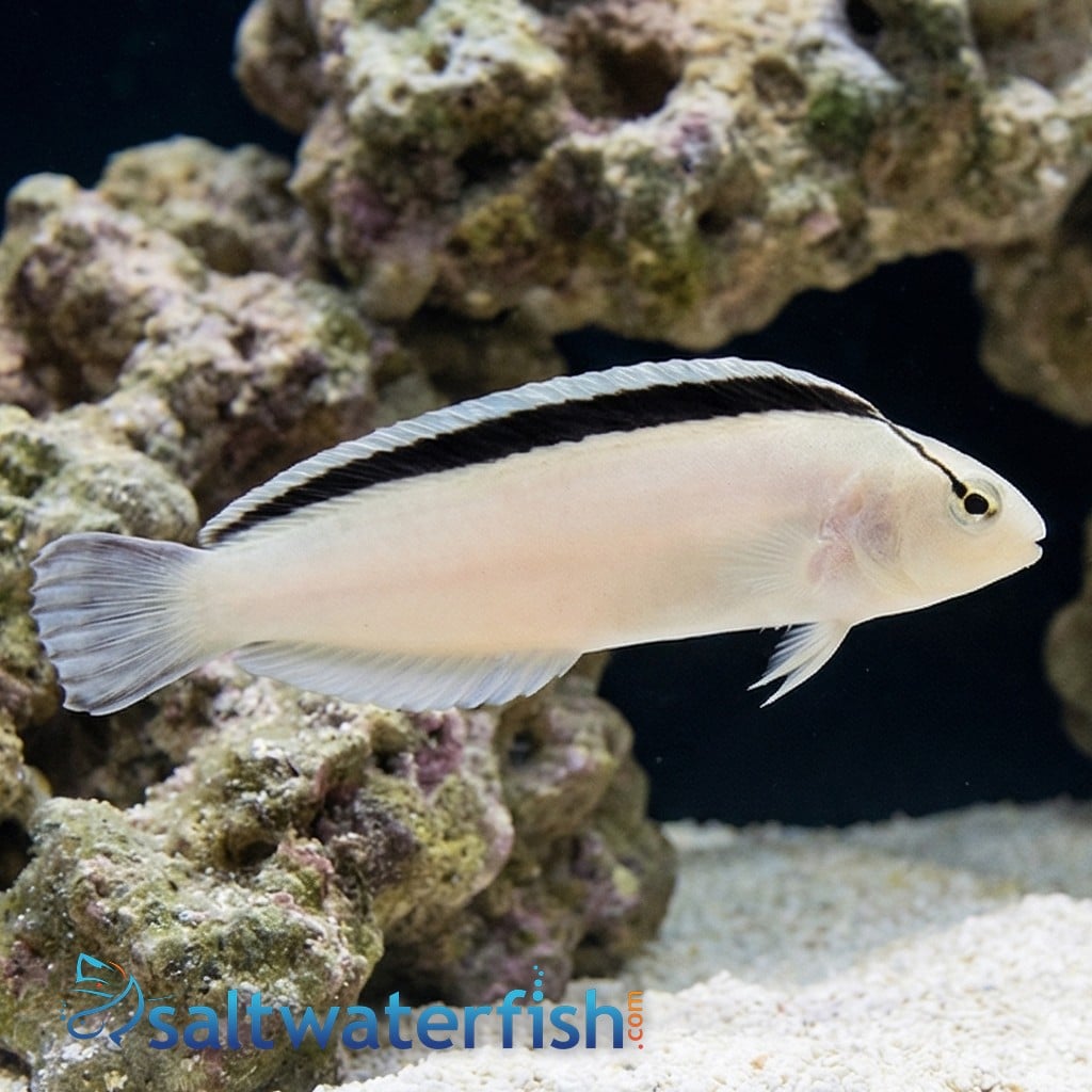 Smith's Blenny