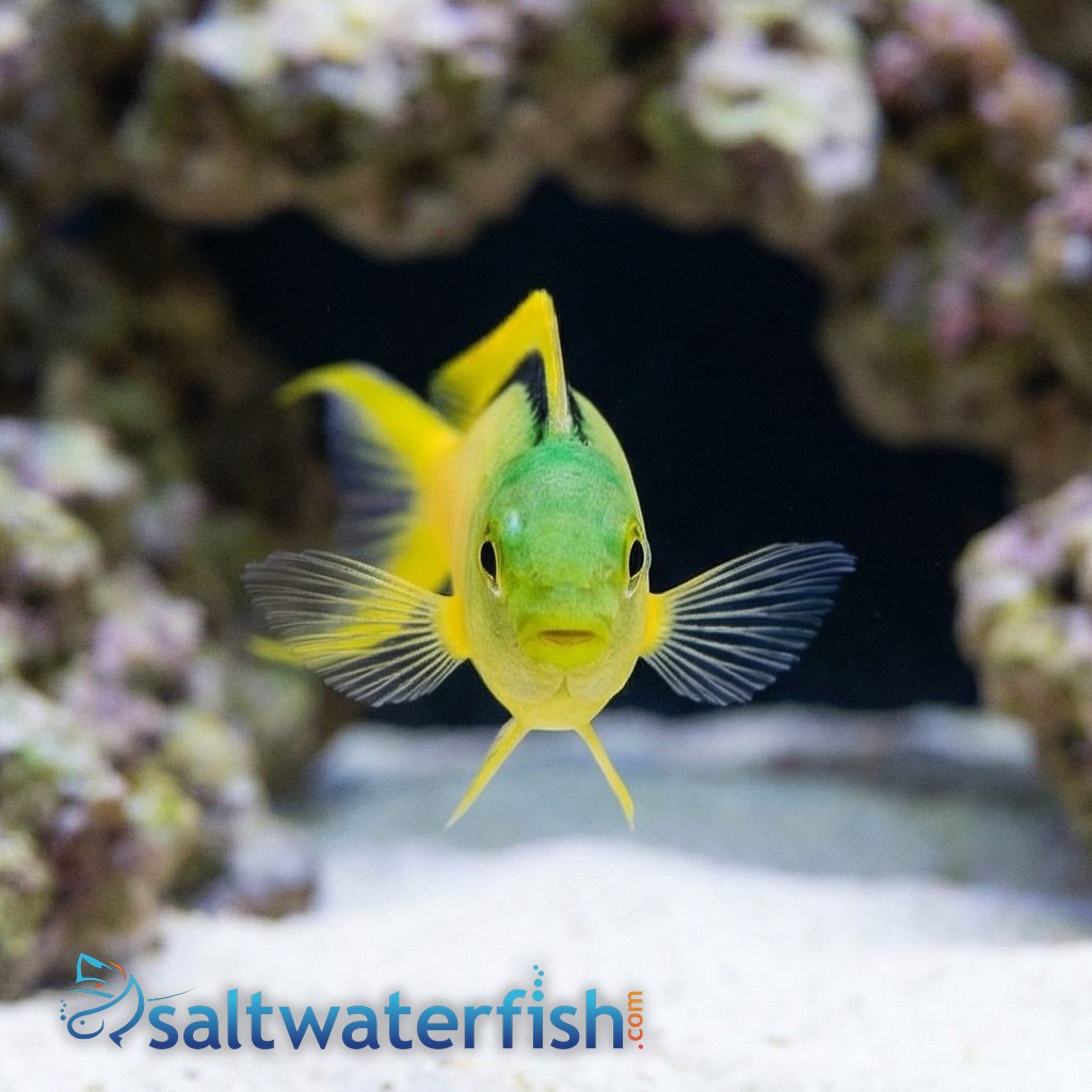 Green Canary Blenny