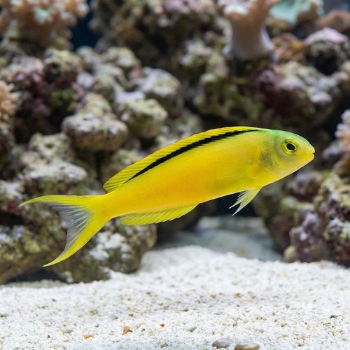 Green Canary Blenny