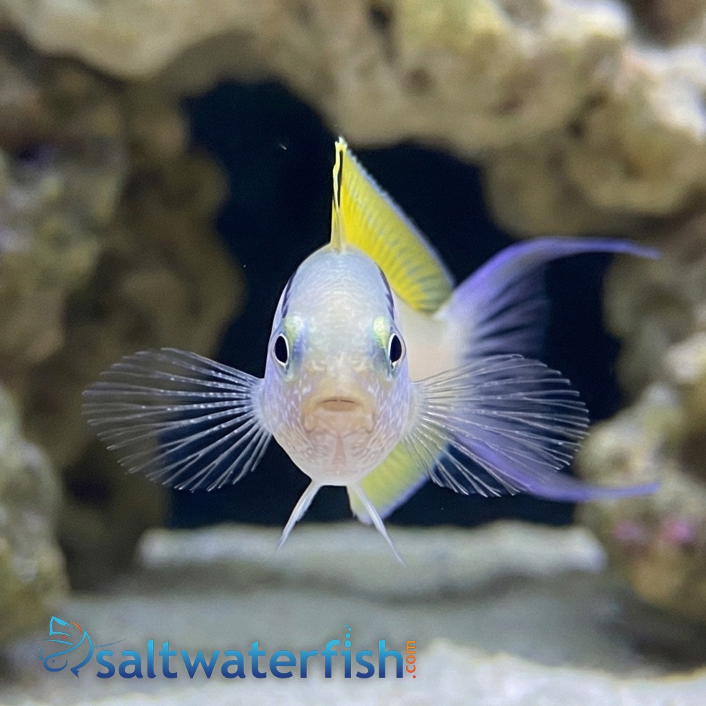 Blackline Blenny - Captive Bred