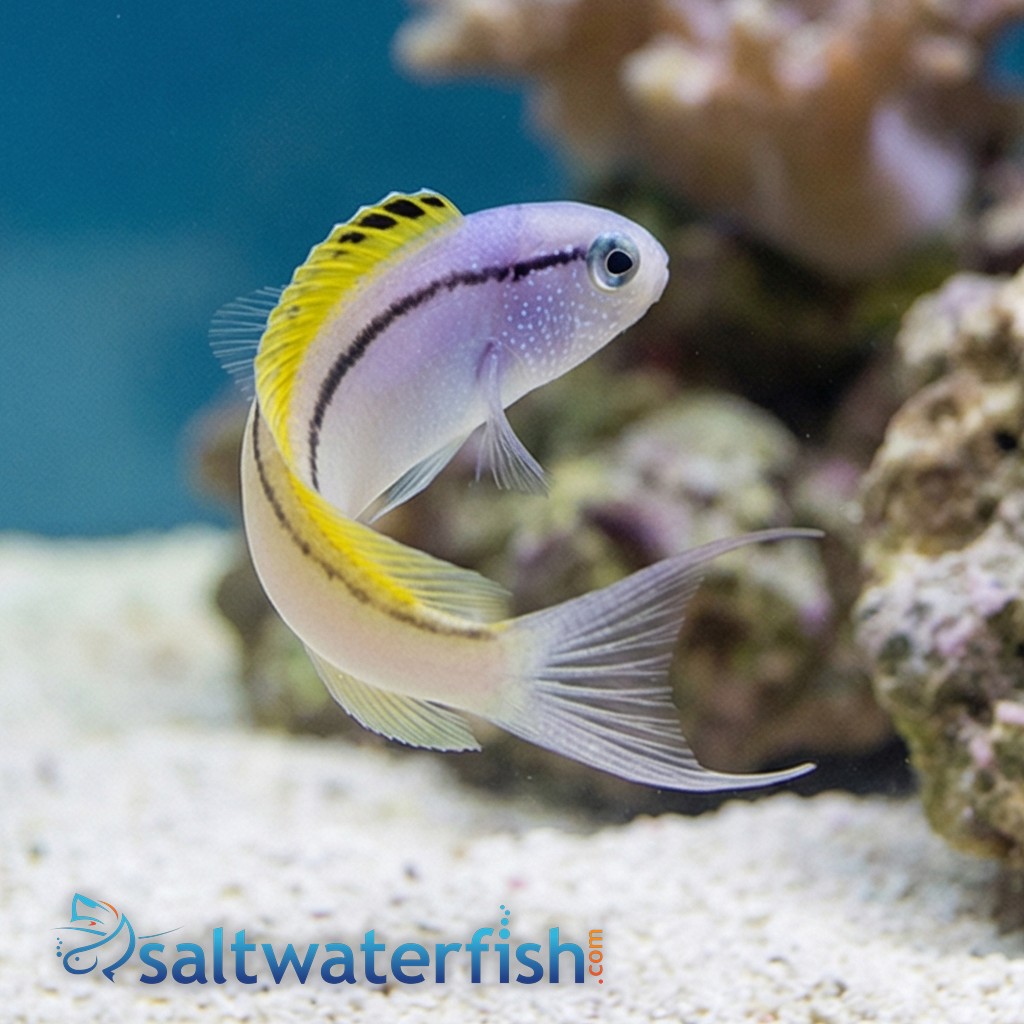 Blackline Blenny - Captive Bred