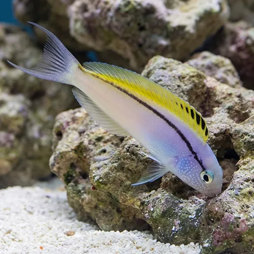 Blackline Blenny - Captive Bred