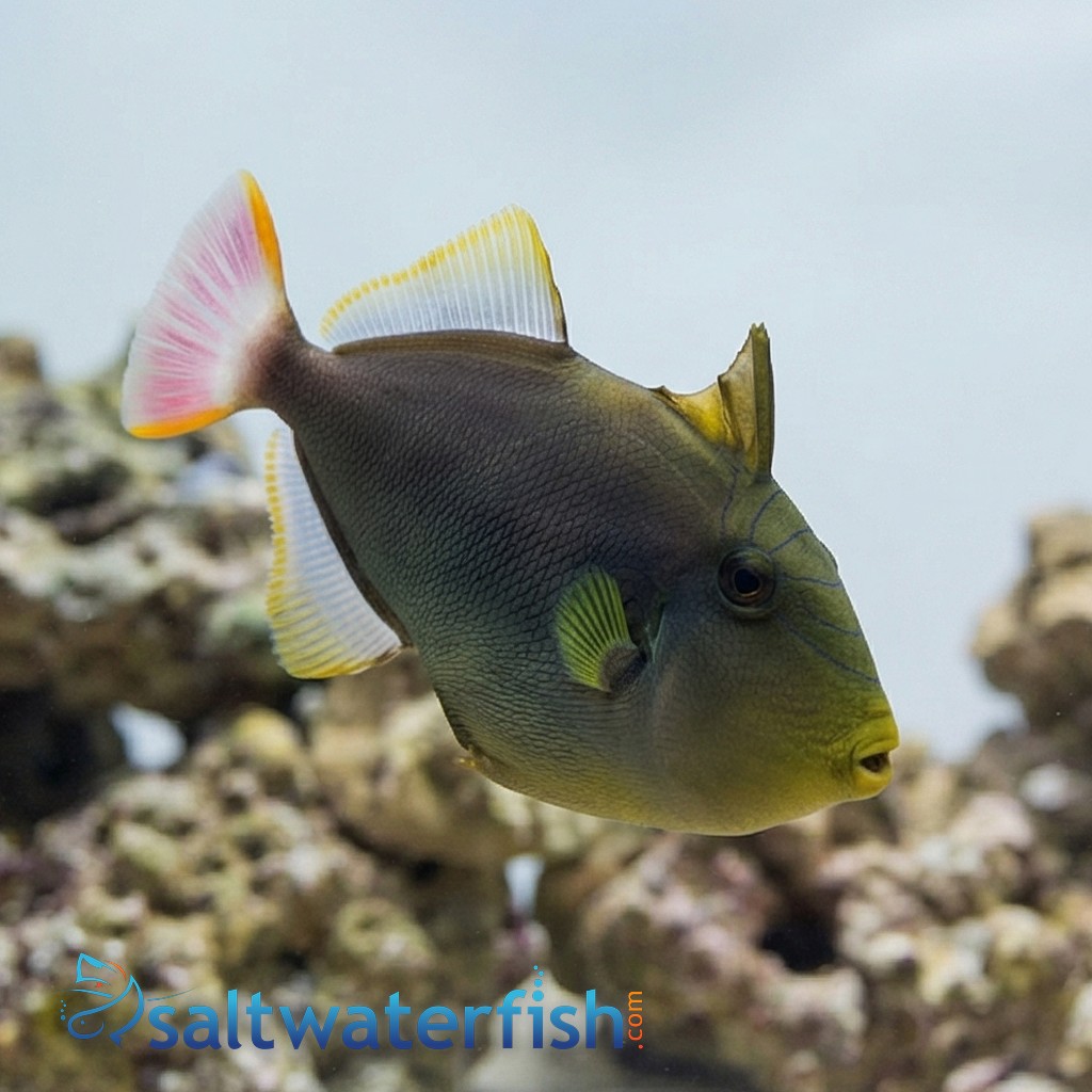 Pinktail Trigger