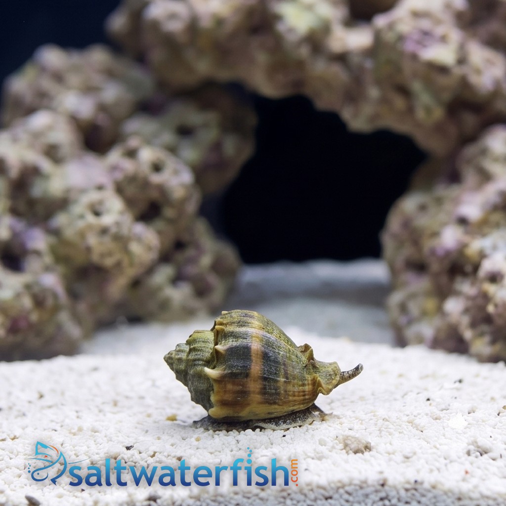 Crown Conch - Caribbean
