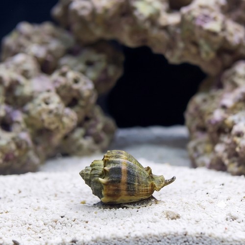 Crown Conch - Caribbean