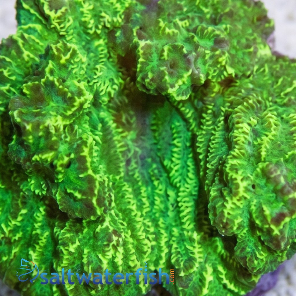 Merulina Coral Green 