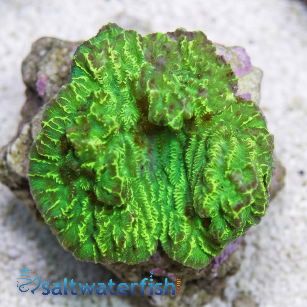 Merulina Coral Green 
