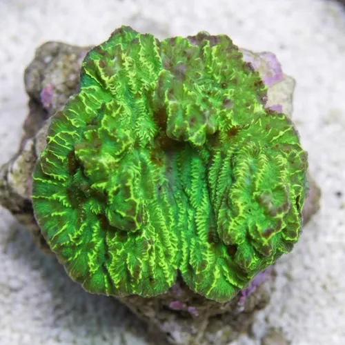 Merulina Coral Green