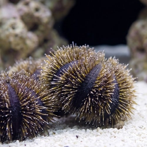 Blue Tuxedo Sea Urchin