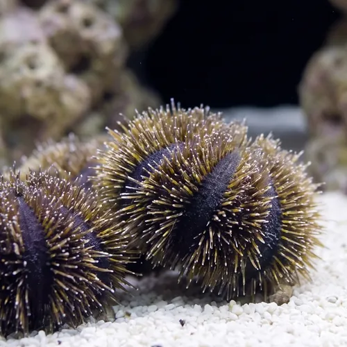 Blue Tuxedo Sea Urchin