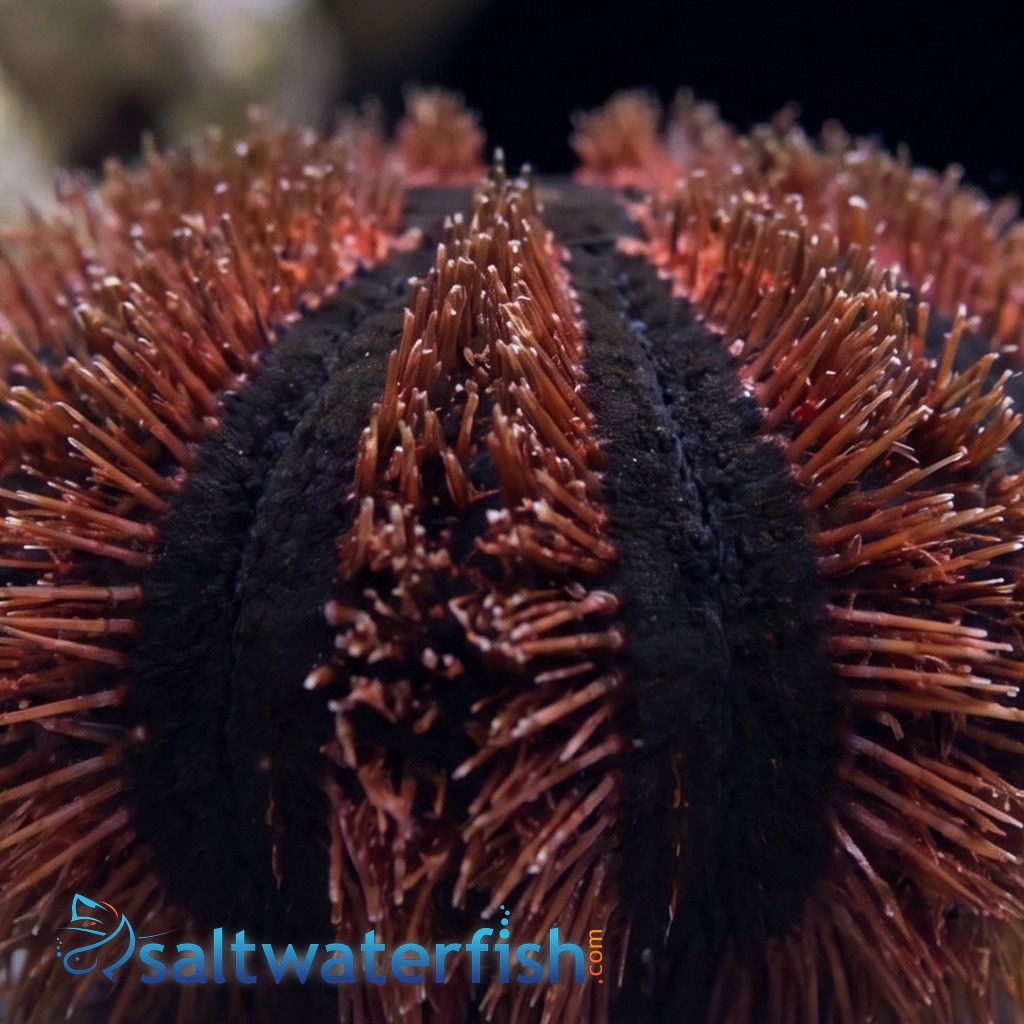 Tuxedo Urchin: Red