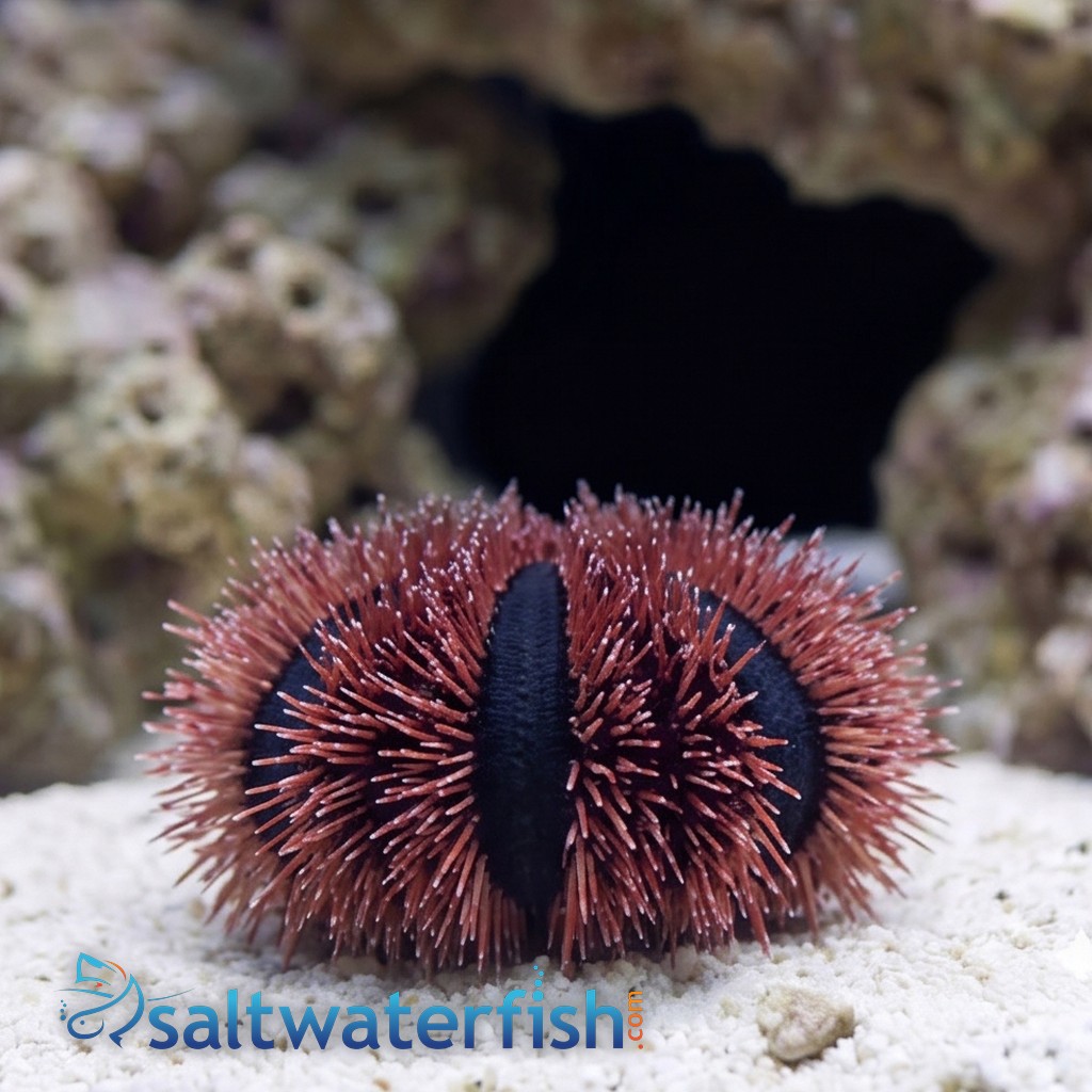 Tuxedo Urchin: Red