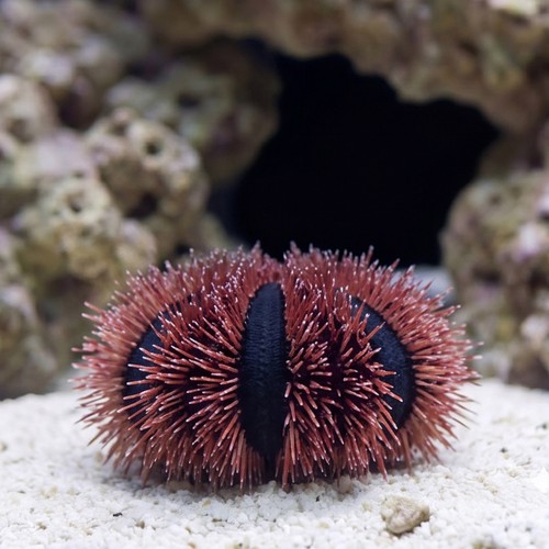 Tuxedo Urchin: Red