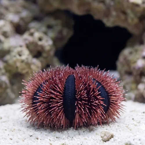 Tuxedo Urchin: Red