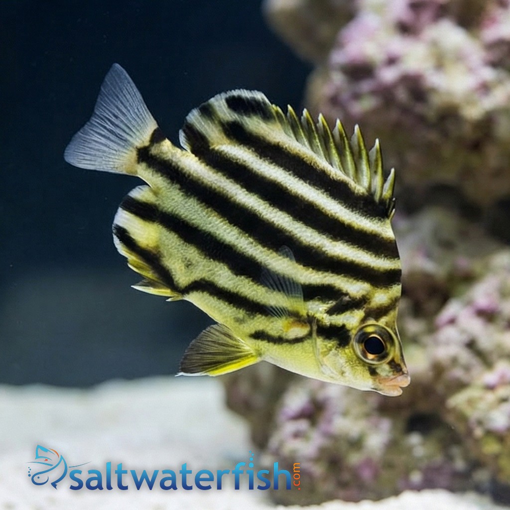 Stripey - Australia