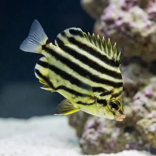 Stripey - Australia