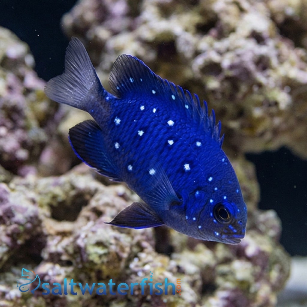 Jewel Damsel
