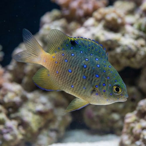 Giant Damsel - East Pacific