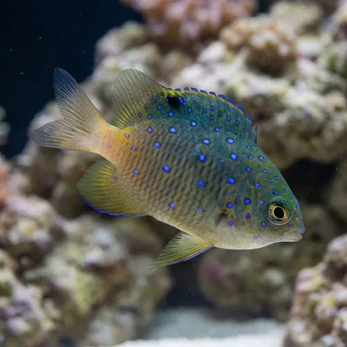 Giant Damsel - East Pacific