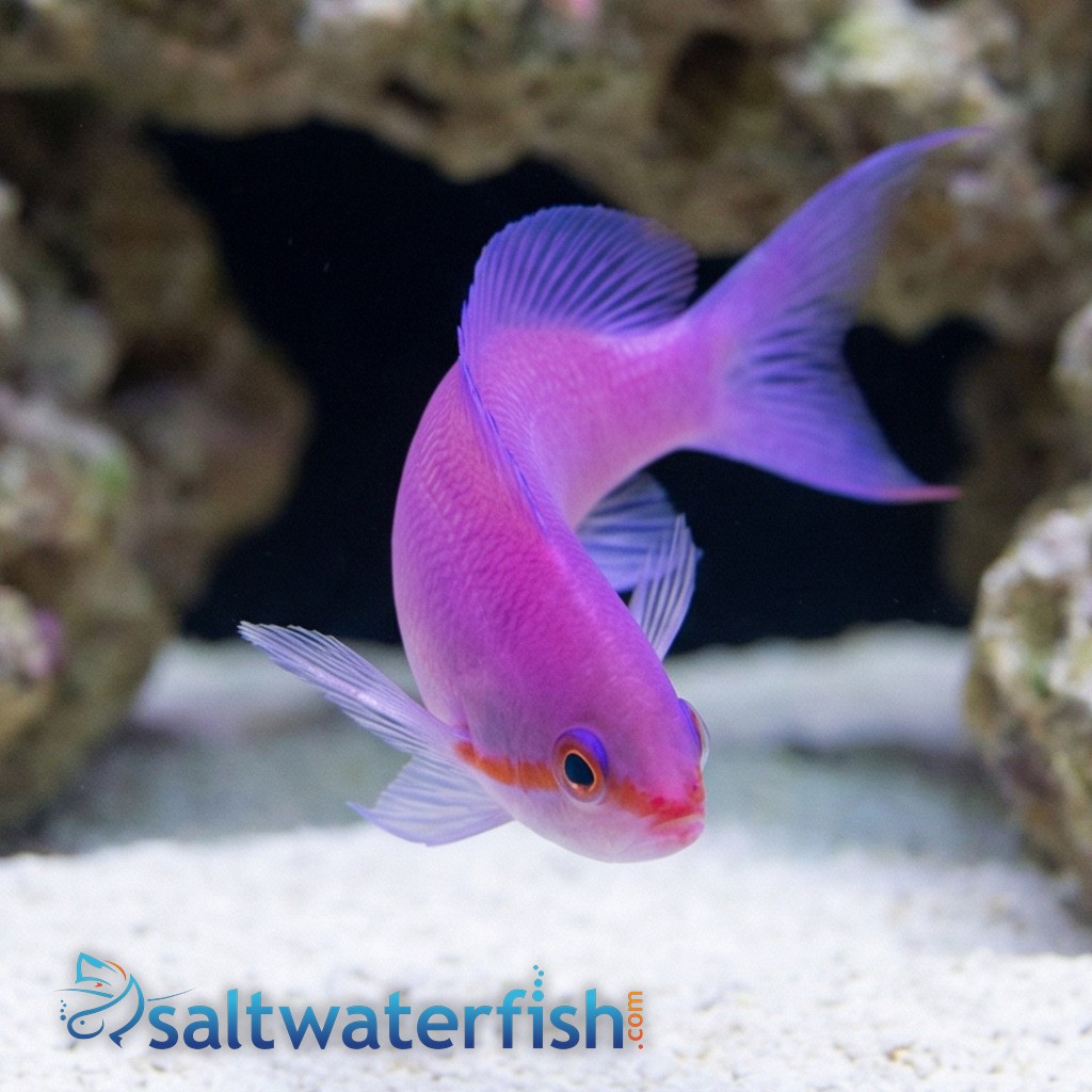 Amethyst Anthias