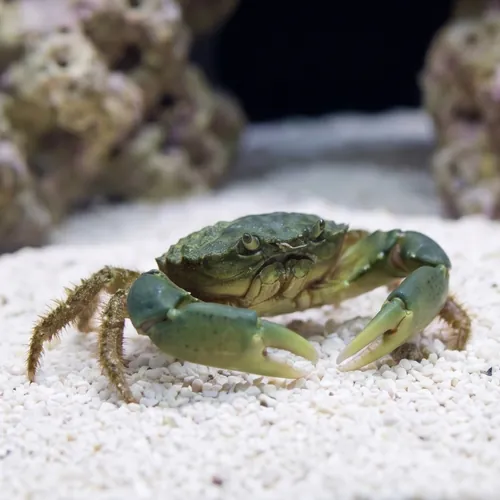 Emerald Crab