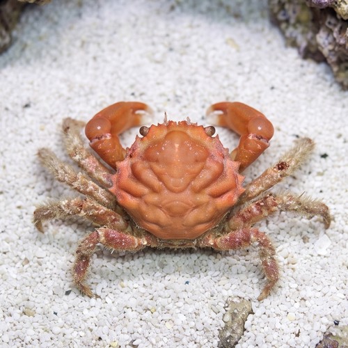 Emerald Crab: Red