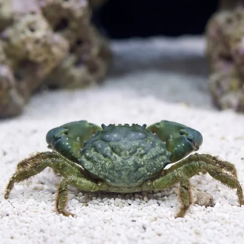 Emerald Crab - Group of 30