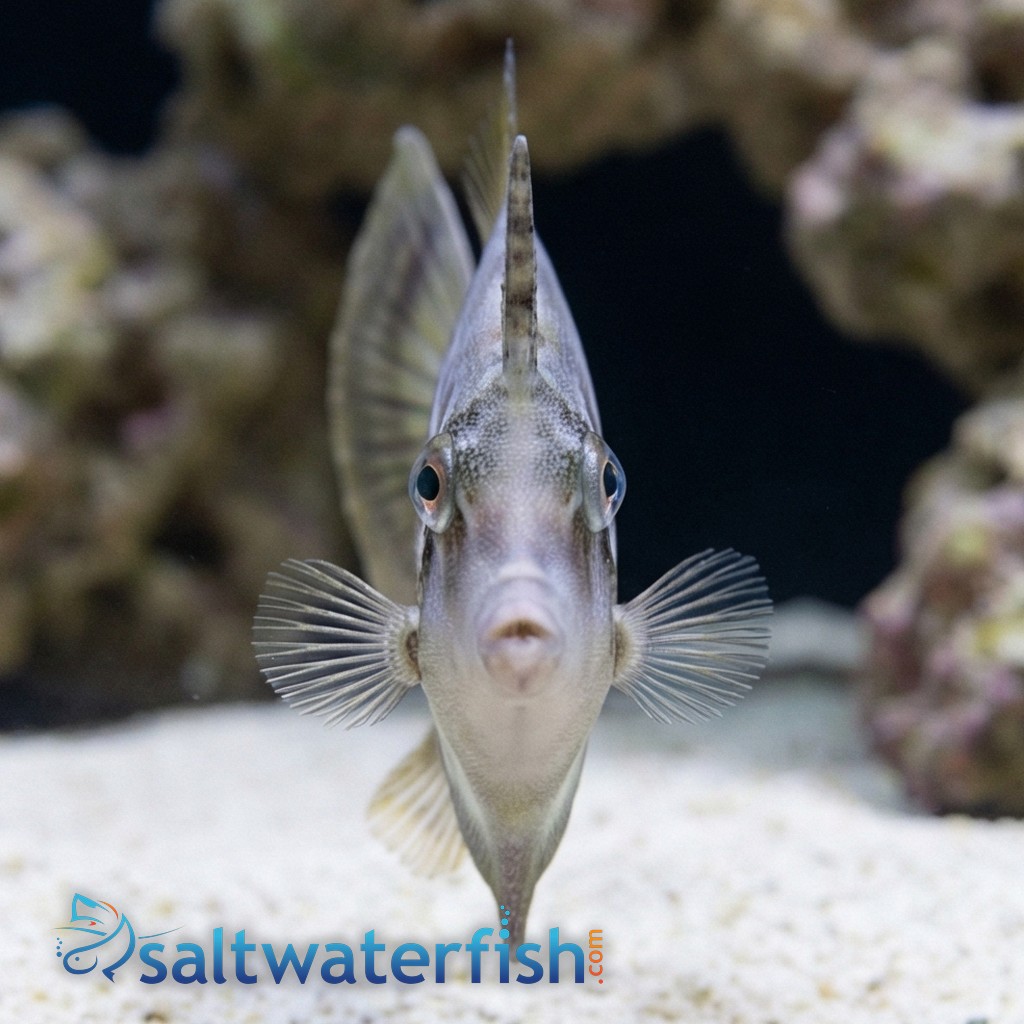 Fan Bellied Filefish