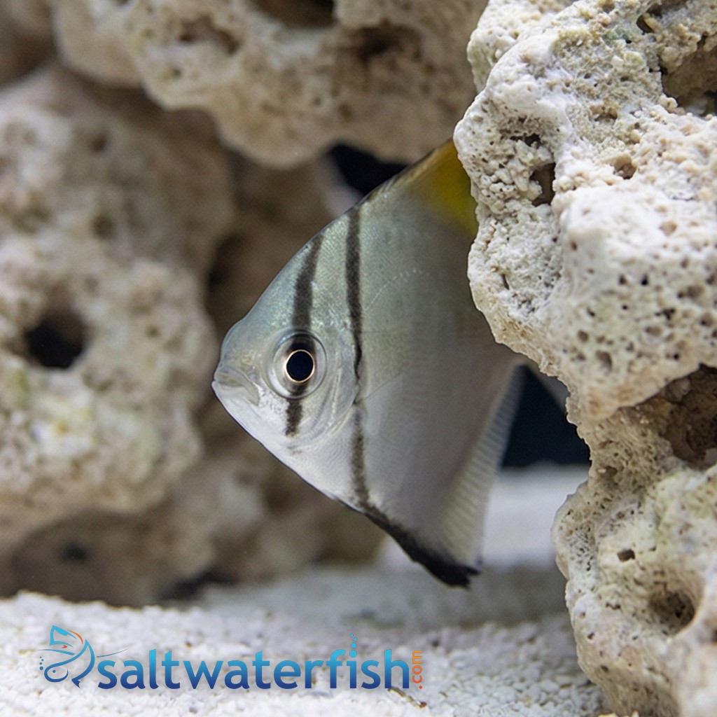 Mono Fish