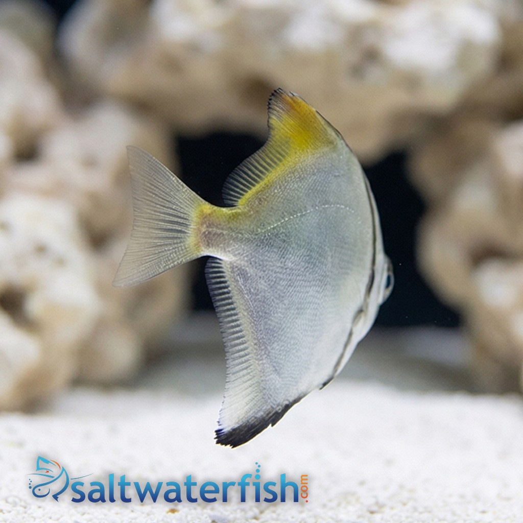Mono Fish