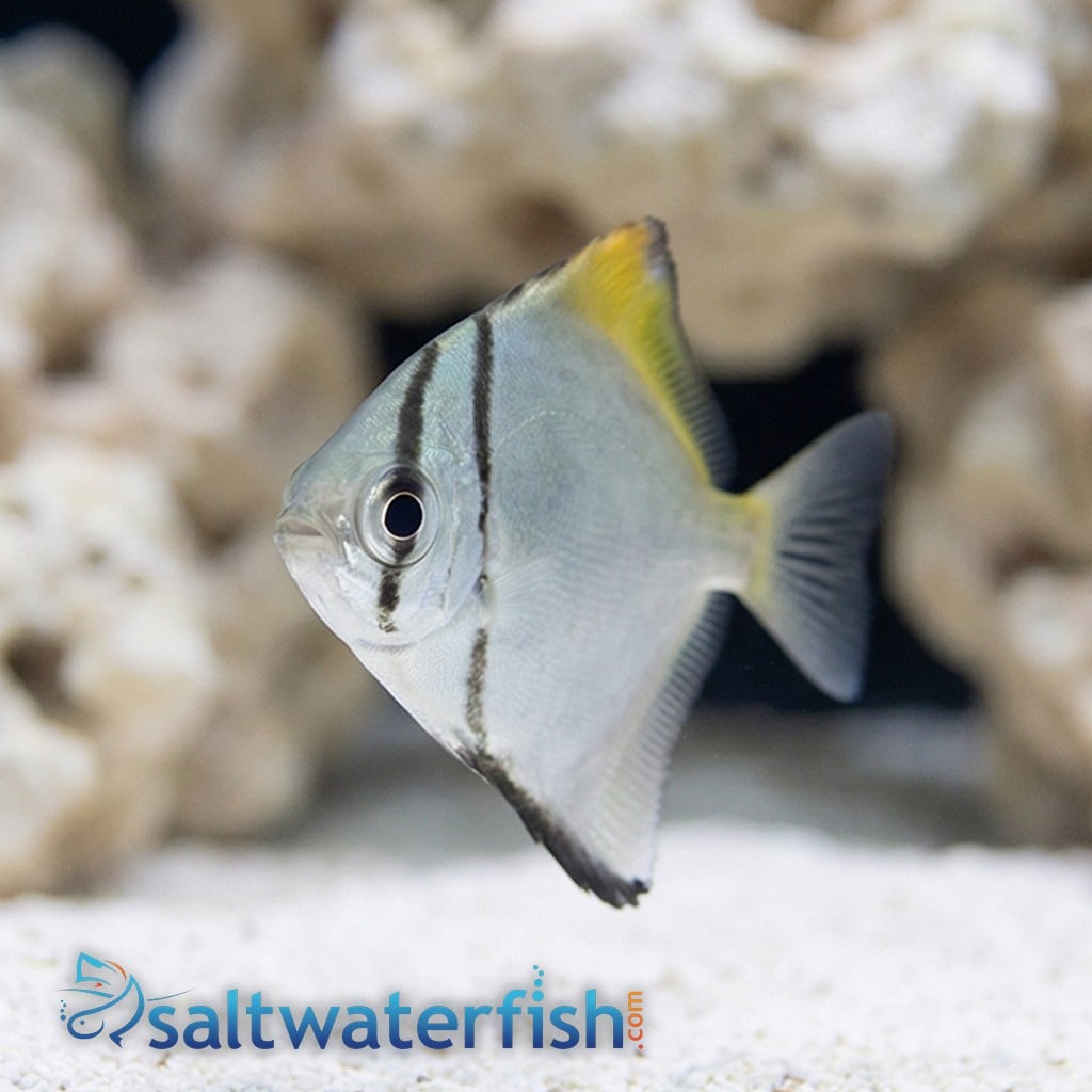 Mono Fish